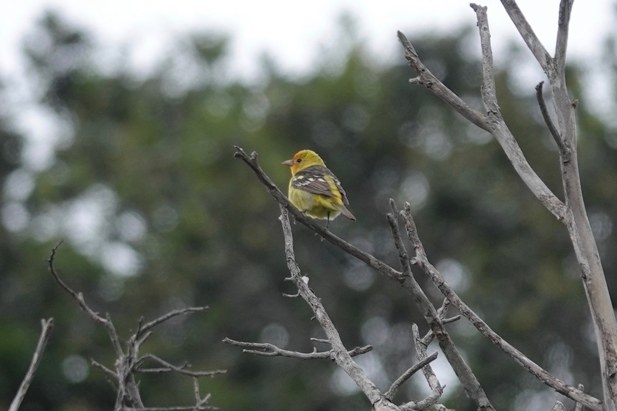 Western Tanager - ML617880906