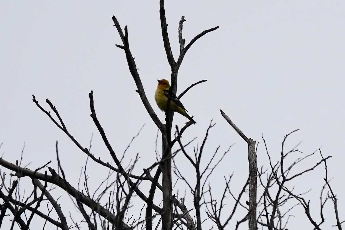 Western Tanager - ML617880918