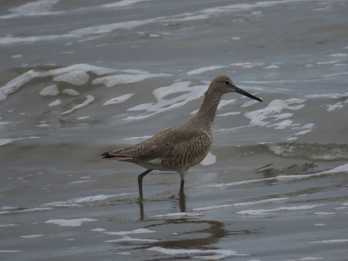 Willet - Kathy Dale