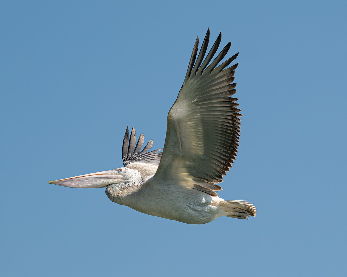 pelikán skvrnozobý - ML617880931
