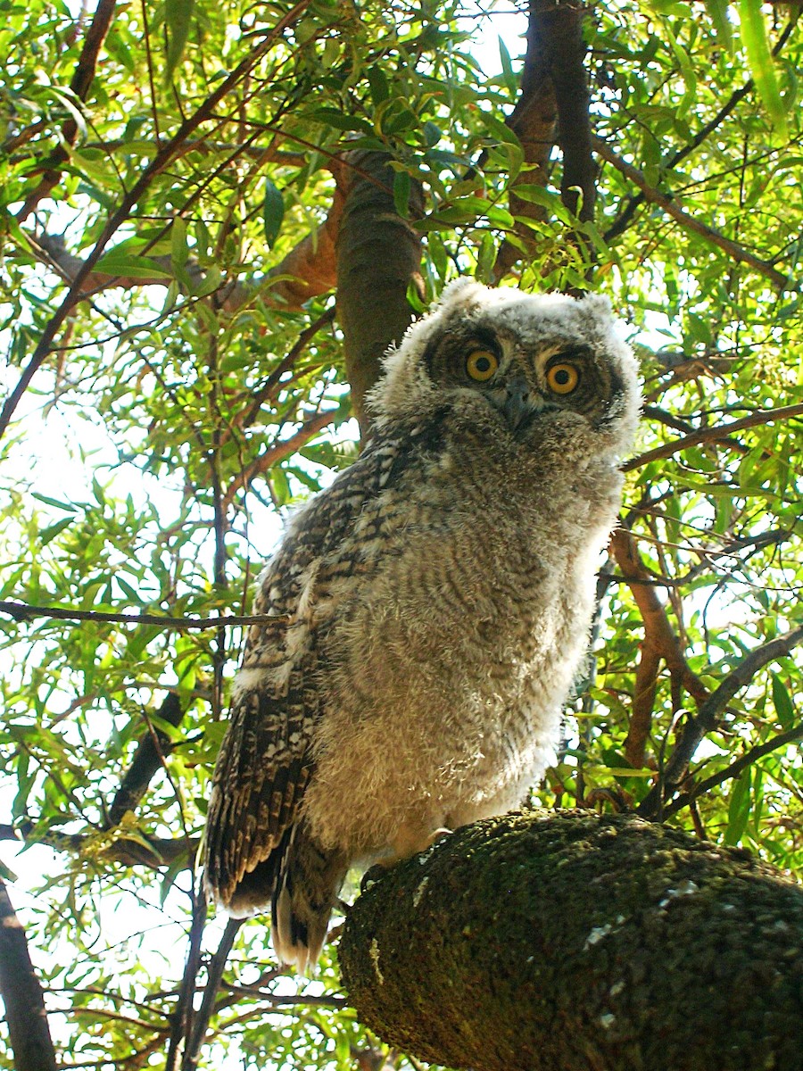 Spotted Eagle-Owl - ML617880939