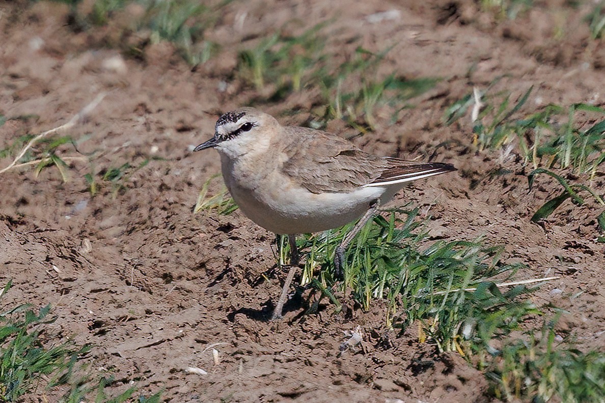 Mountain Plover - Laval Roy