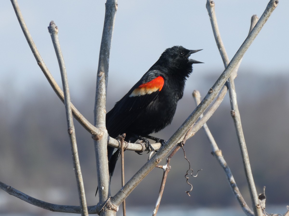 Red-winged Blackbird - ML617881028