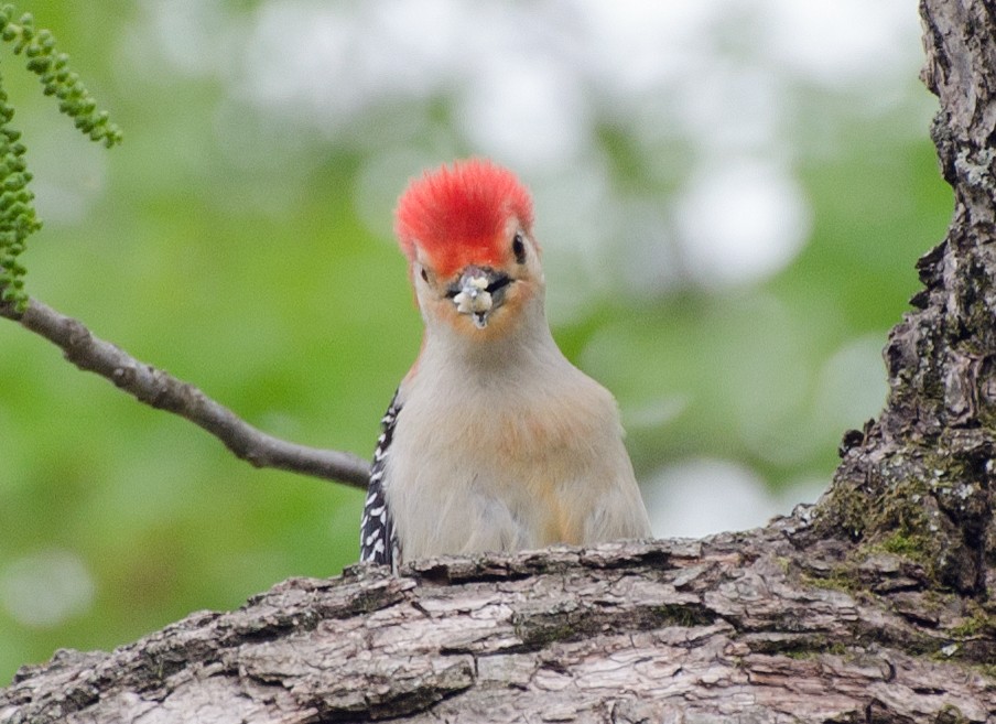 Red-bellied Woodpecker - ML617881029