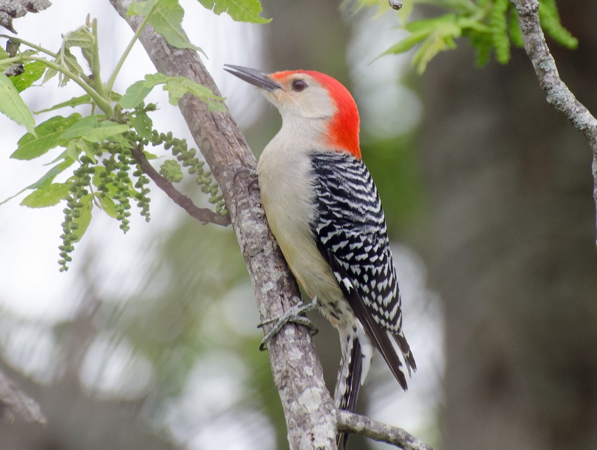 Red-bellied Woodpecker - ML617881030