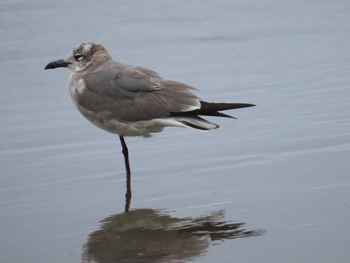 Laughing Gull - Kathy Dale