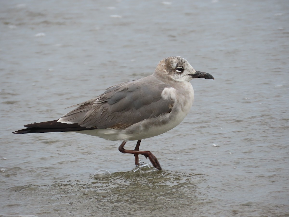Laughing Gull - Kathy Dale