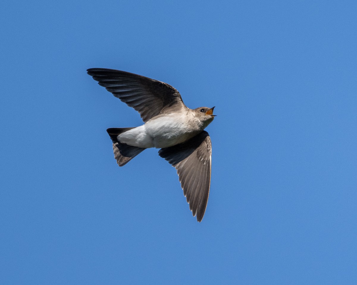 Northern Rough-winged Swallow - ML617881070