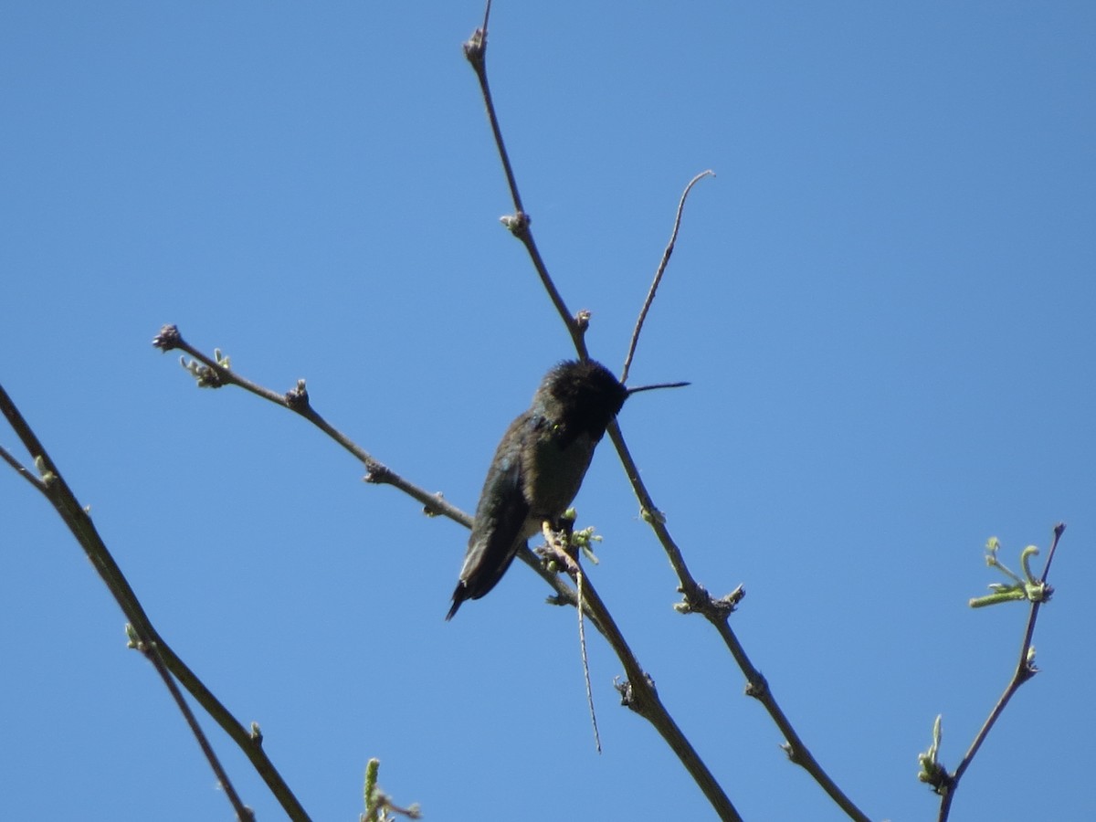 Black-chinned Hummingbird - ML617881092