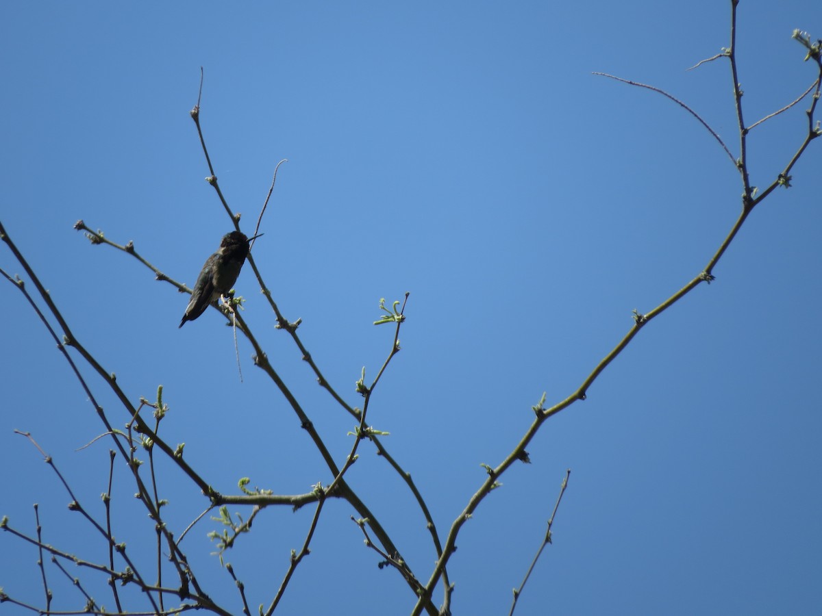 Black-chinned Hummingbird - ML617881093
