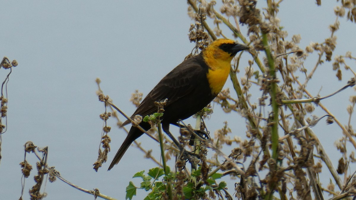 Yellow-headed Blackbird - ML617881094