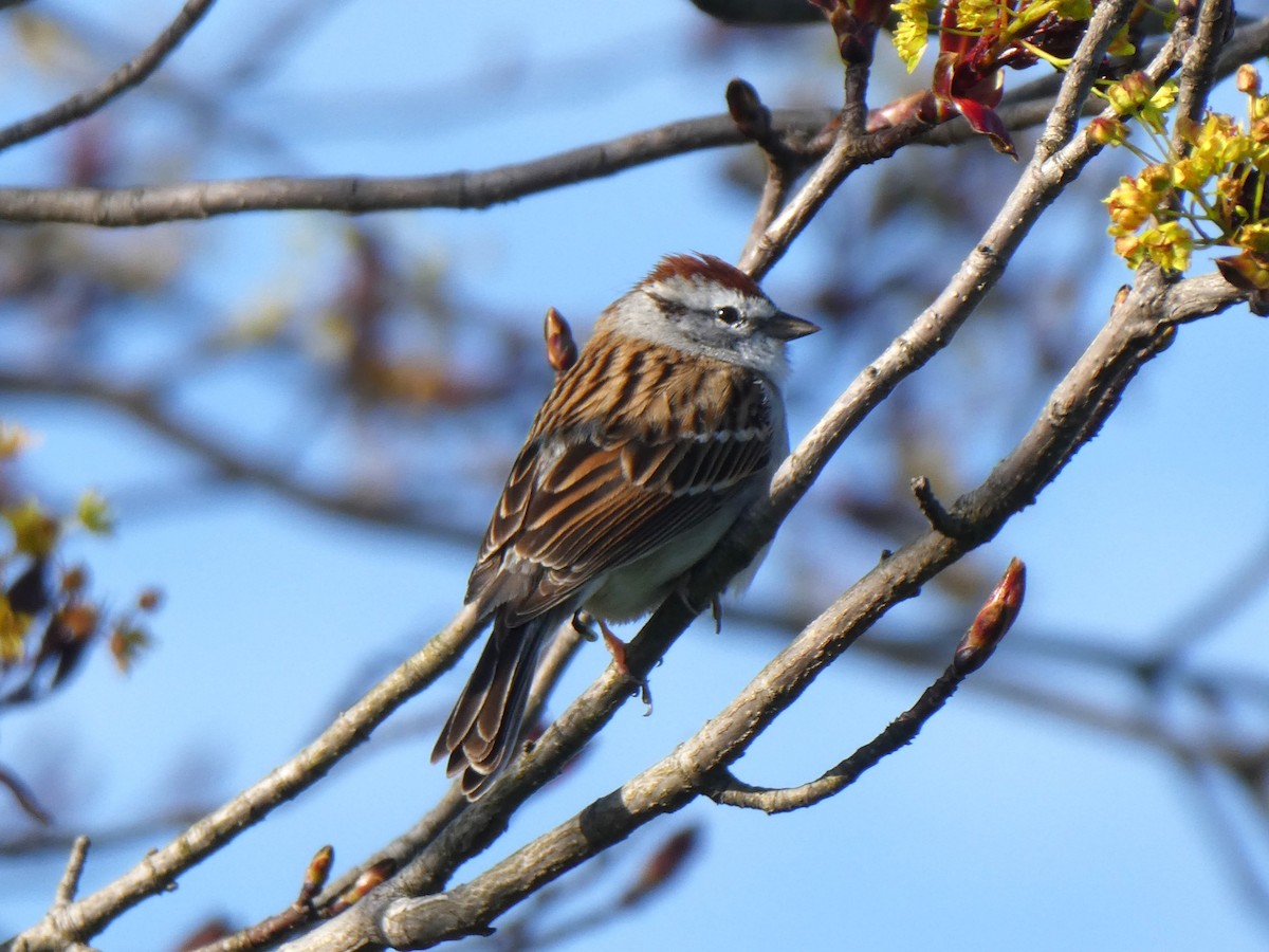 Chipping Sparrow - ML617881104