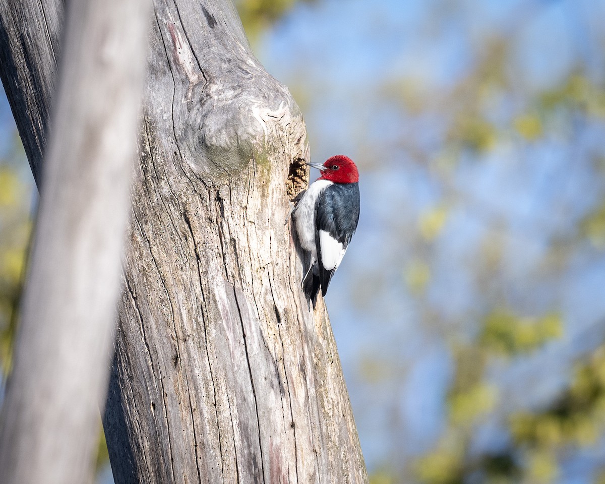 Red-headed Woodpecker - ML617881185