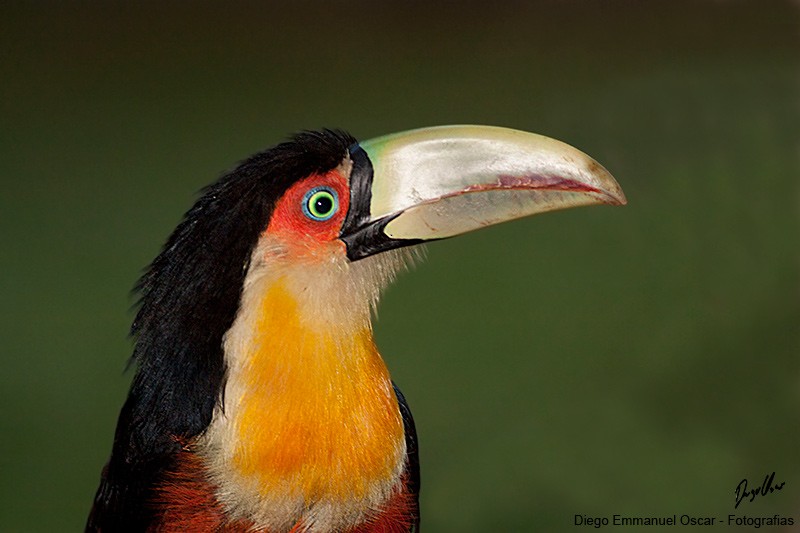 Red-breasted Toucan - ML617881207