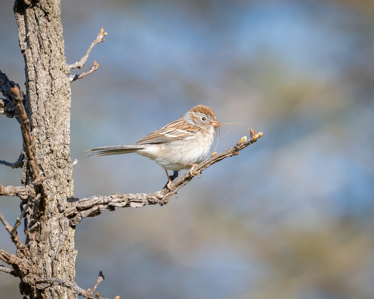 Field Sparrow - ML617881252