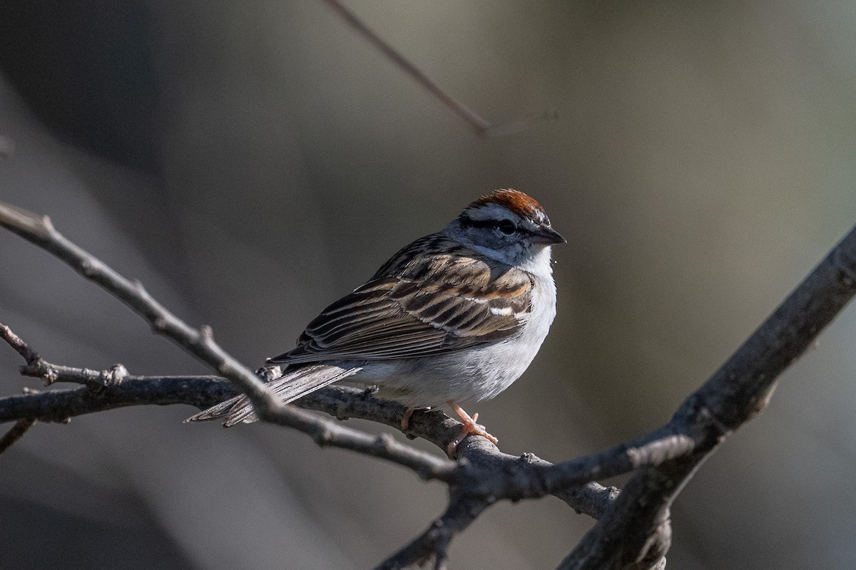Chipping Sparrow - ML617881255