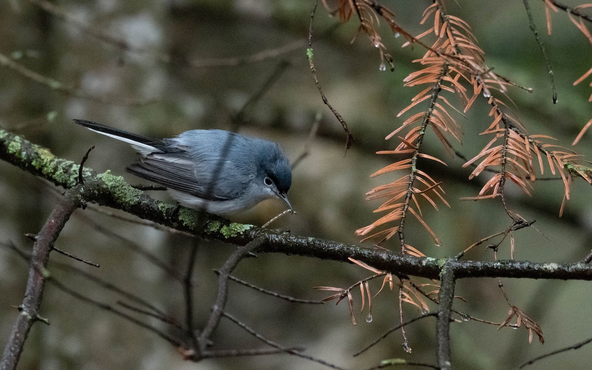 Blue-gray Gnatcatcher (caerulea) - ML617881261