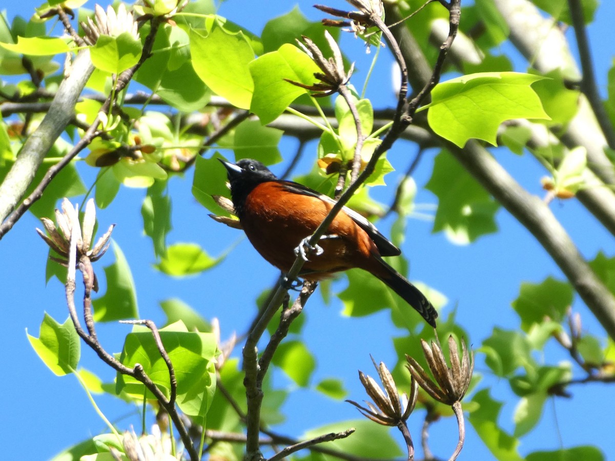 Orchard Oriole - ML617881263