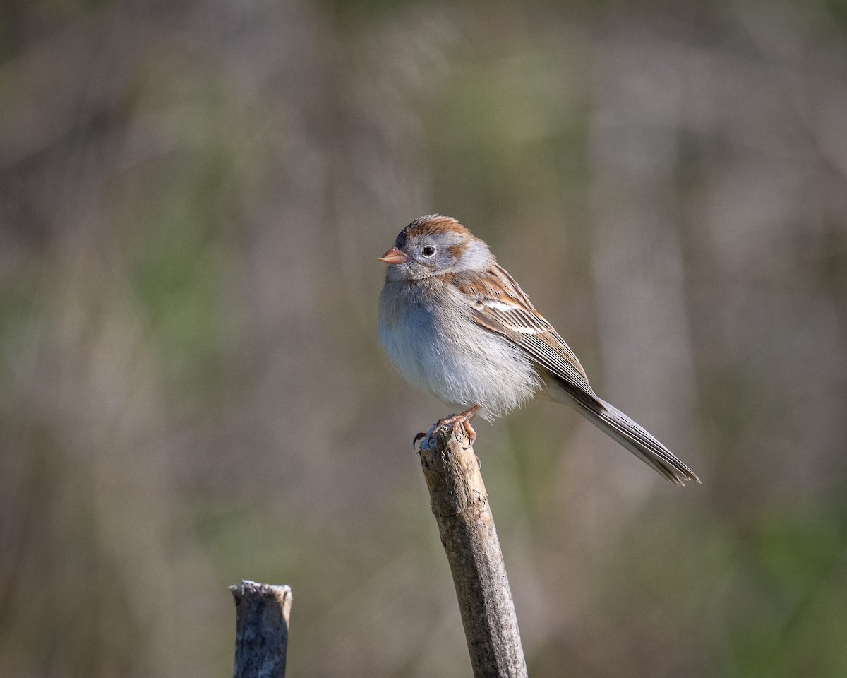 Field Sparrow - Graham Deese