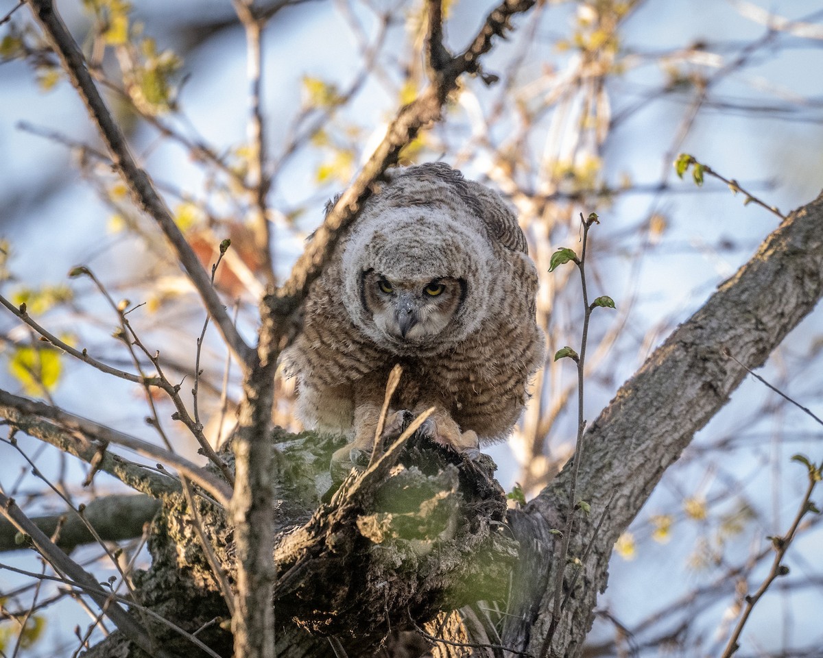 Great Horned Owl - ML617881275
