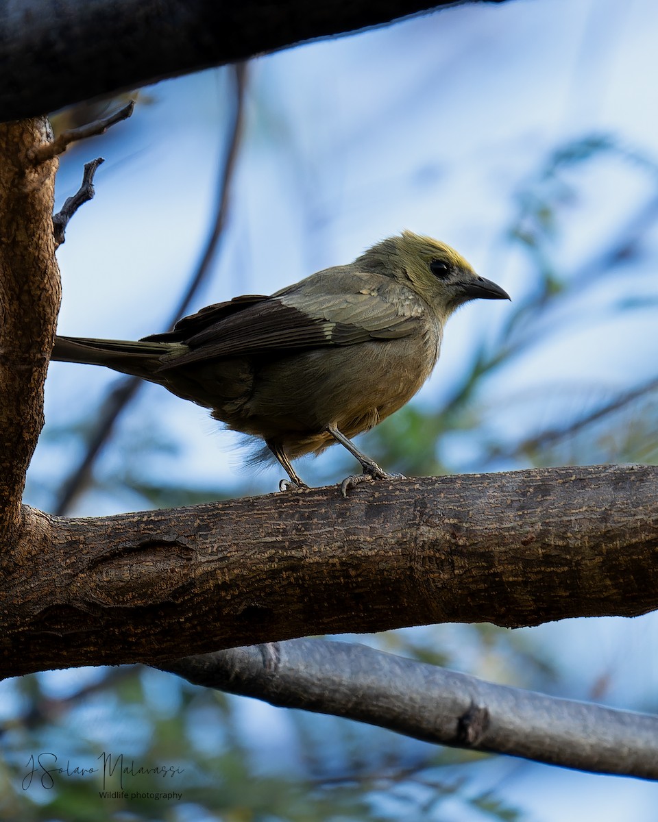 Palm Tanager - ML617881302