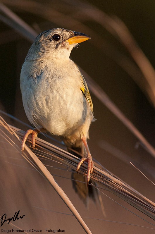 Wedge-tailed Grass-Finch - ML617881310