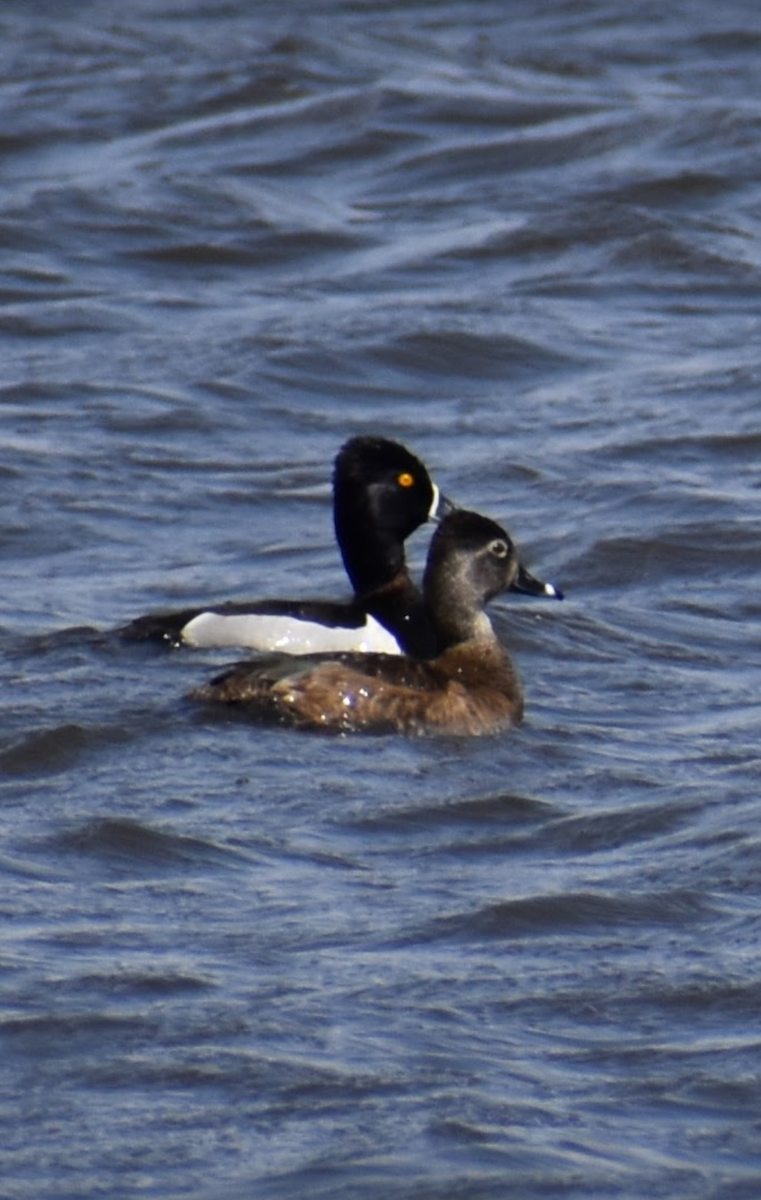 Ring-necked Duck - ML617881347