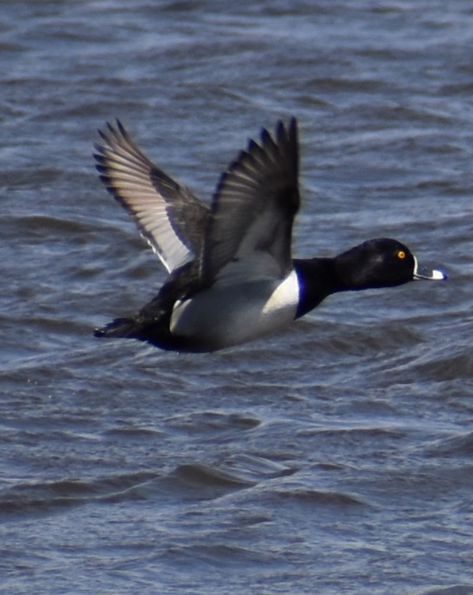 Ring-necked Duck - ML617881349