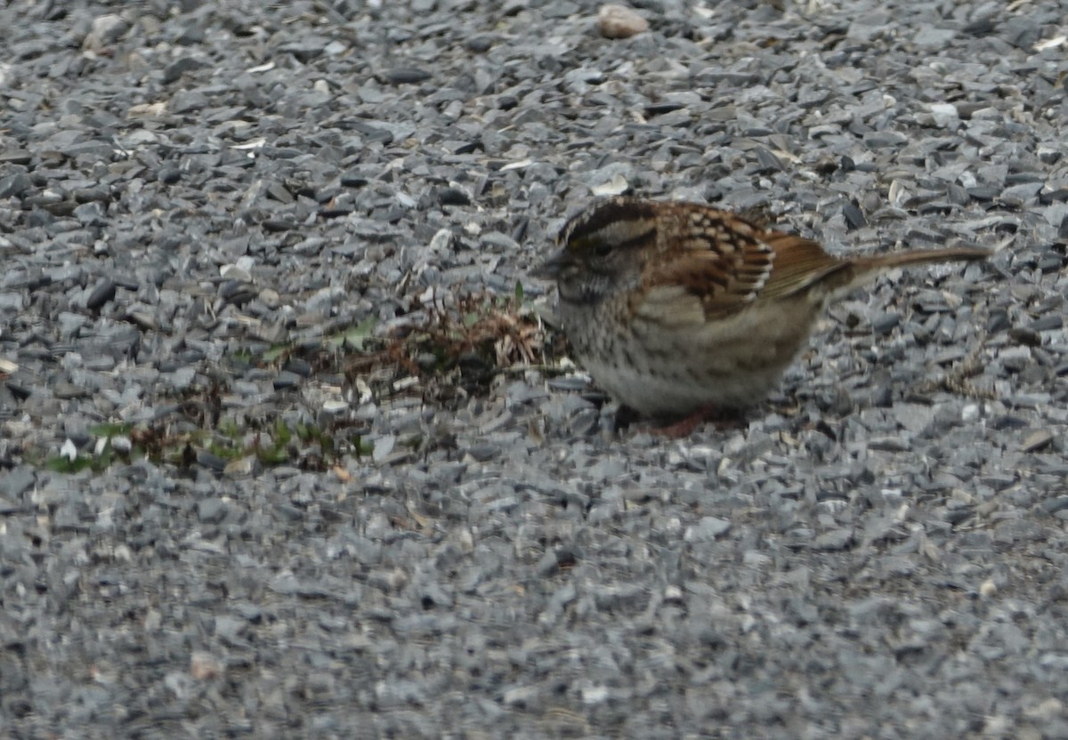 White-throated Sparrow - Claudette Cormier