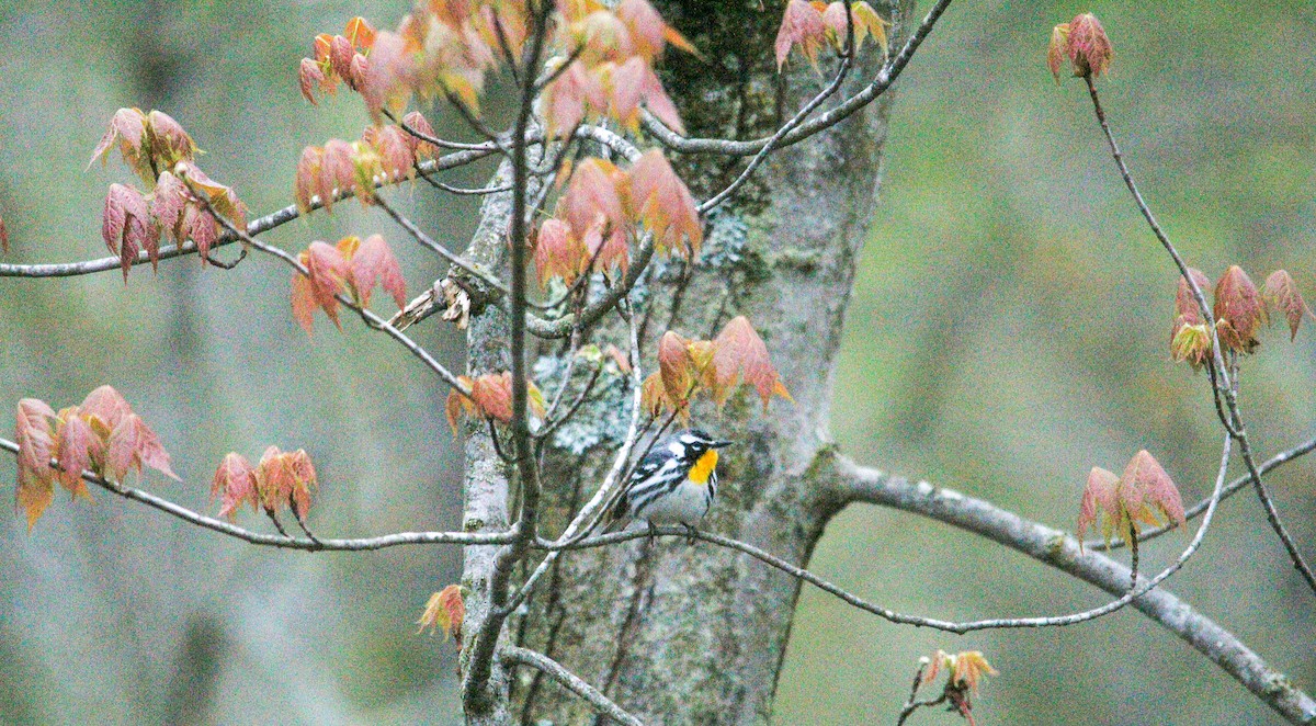 Yellow-throated Warbler - ML617881464