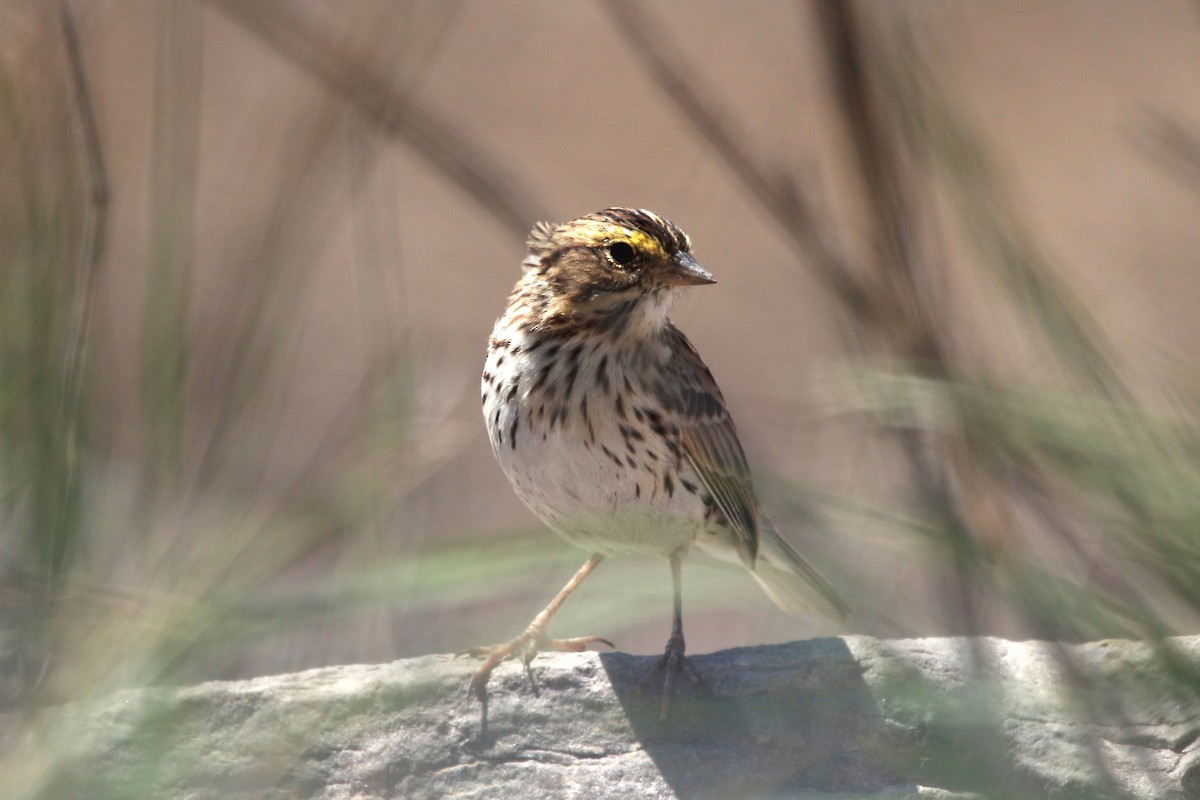 Savannah Sparrow - ML617881475