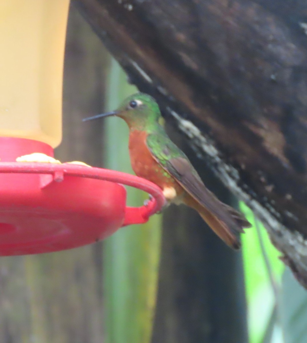 kolibřík peruánský - ML617881482