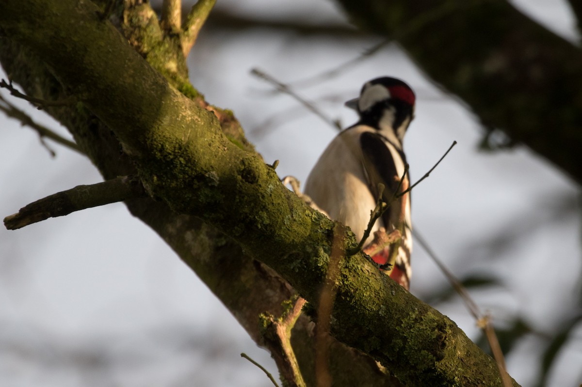 Great Spotted Woodpecker - ML617881499
