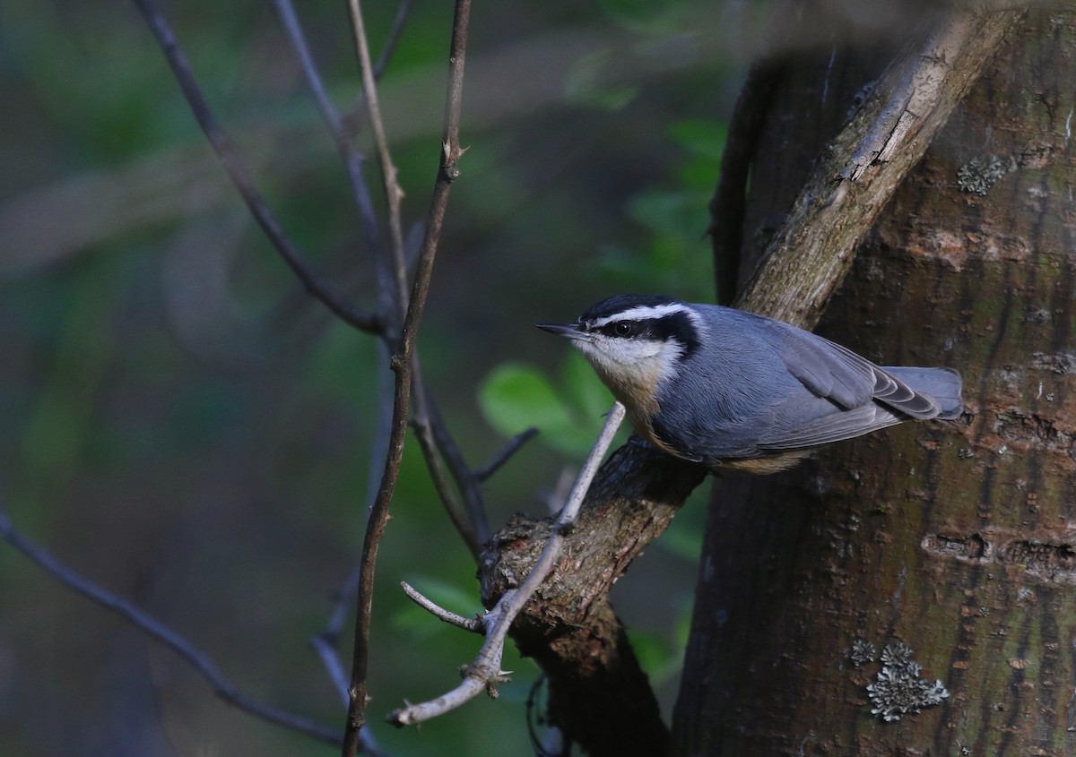 Red-breasted Nuthatch - ML617881510