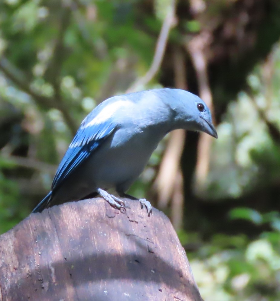 Blue-gray Tanager - ML617881511