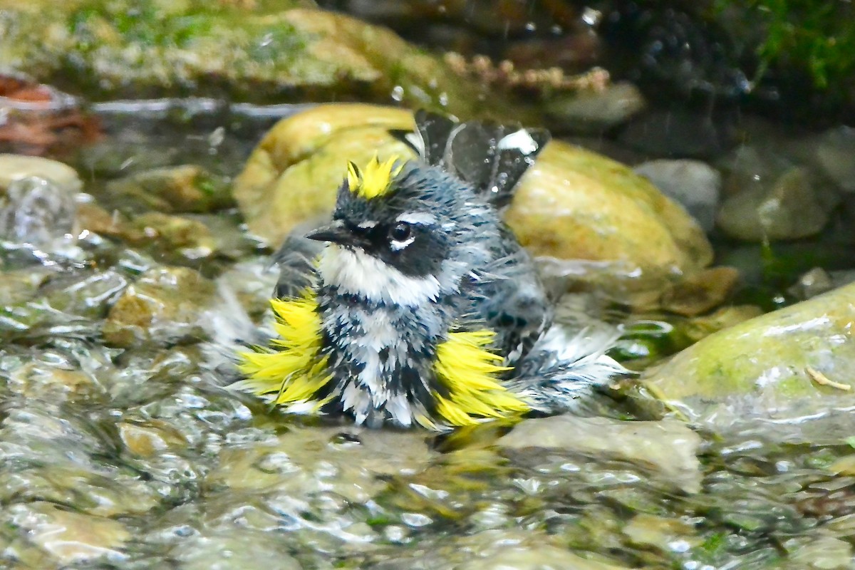 Yellow-rumped Warbler - ML617881514