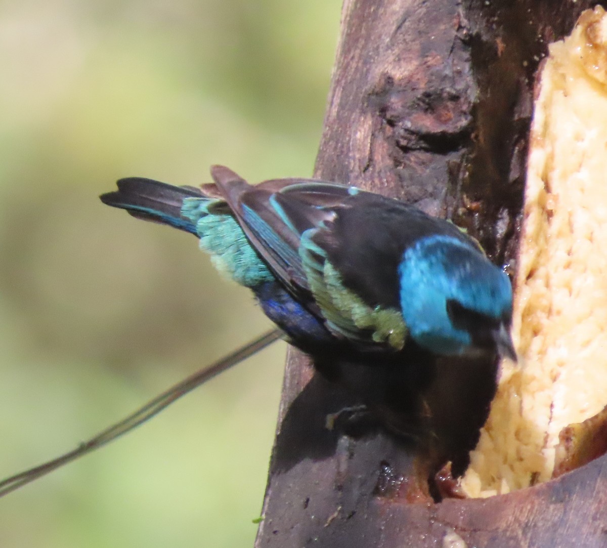 Blue-necked Tanager - ML617881525