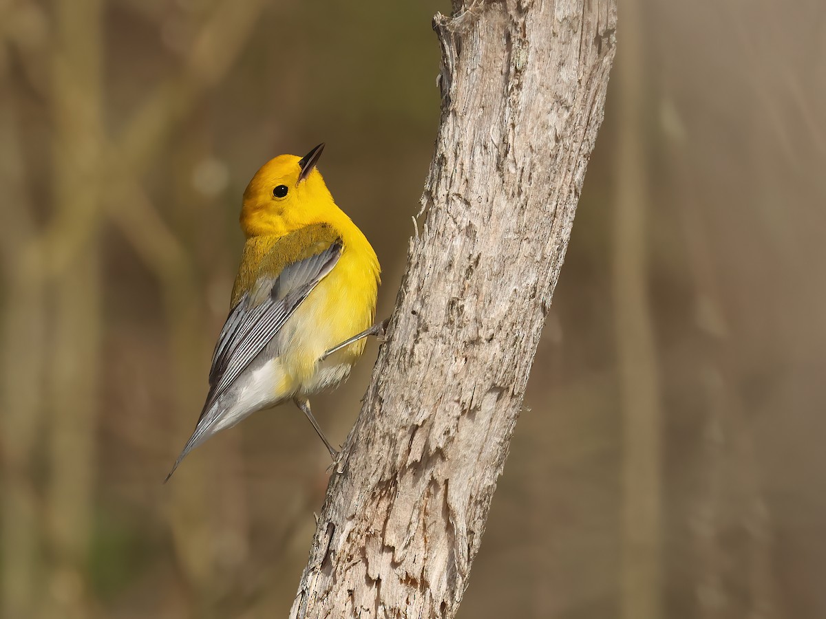 Prothonotary Warbler - ML617881541