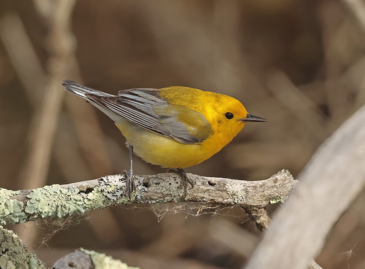 Prothonotary Warbler - ML617881543