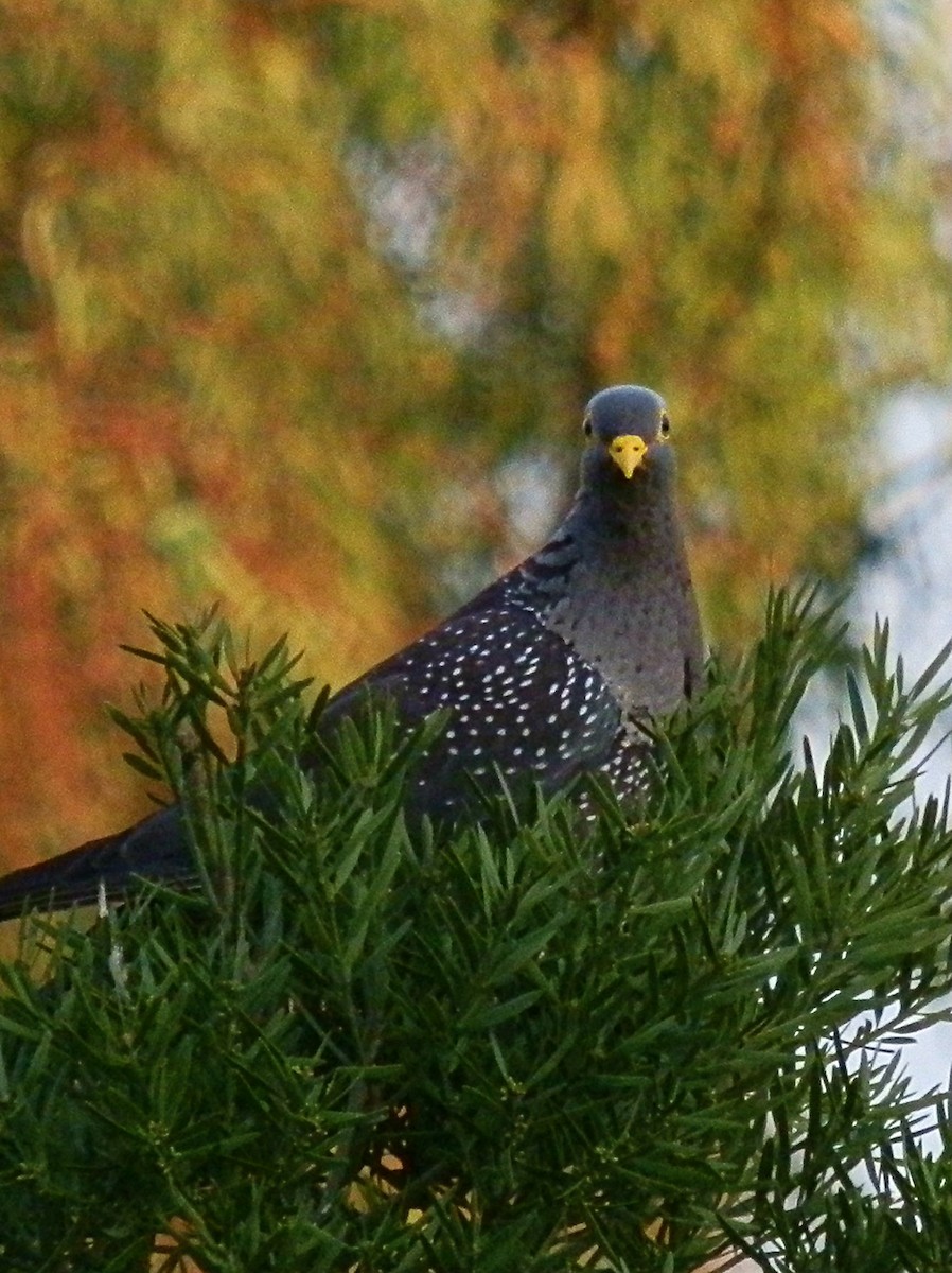 holub olivový - ML617881581