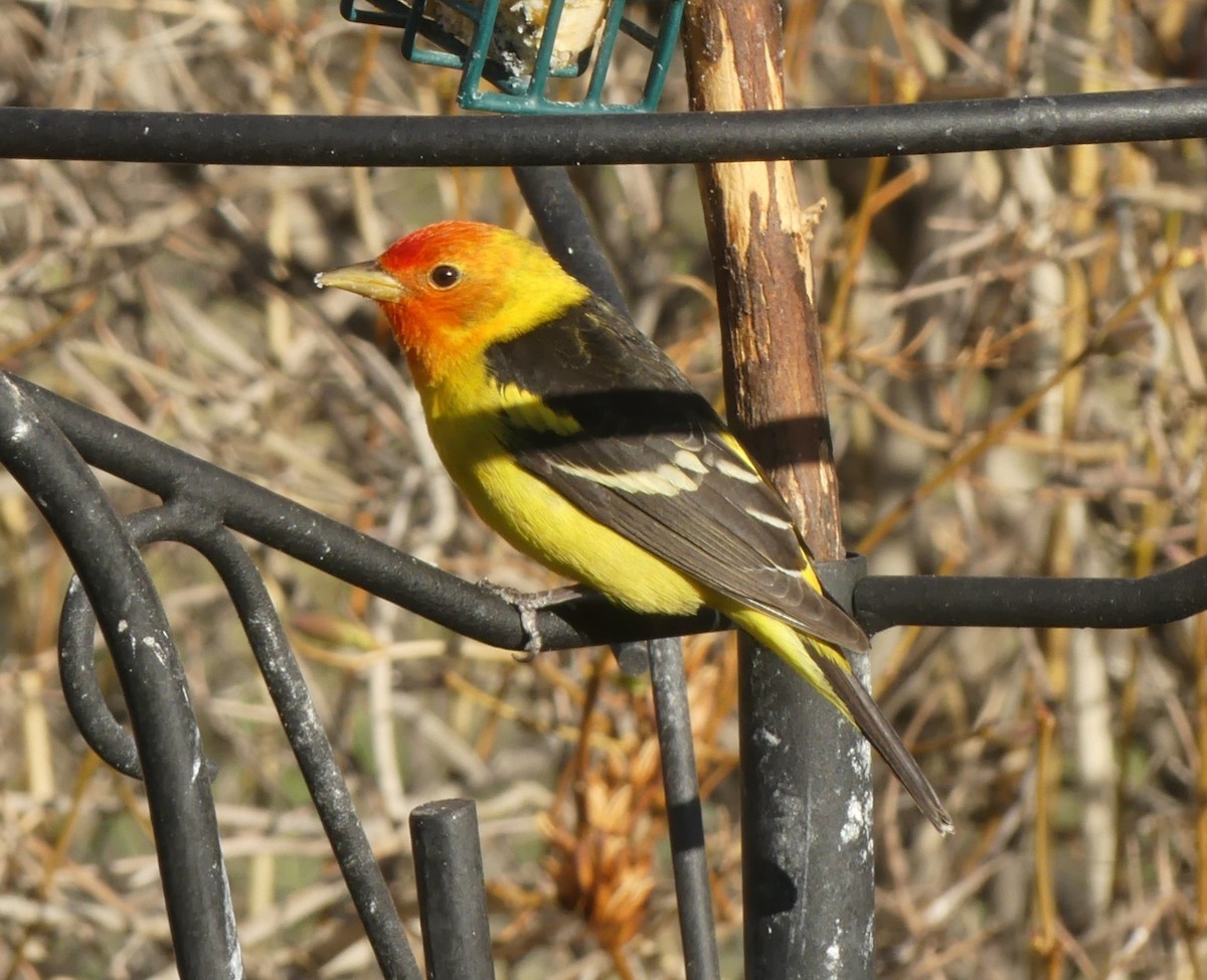 Western Tanager - ML617881583
