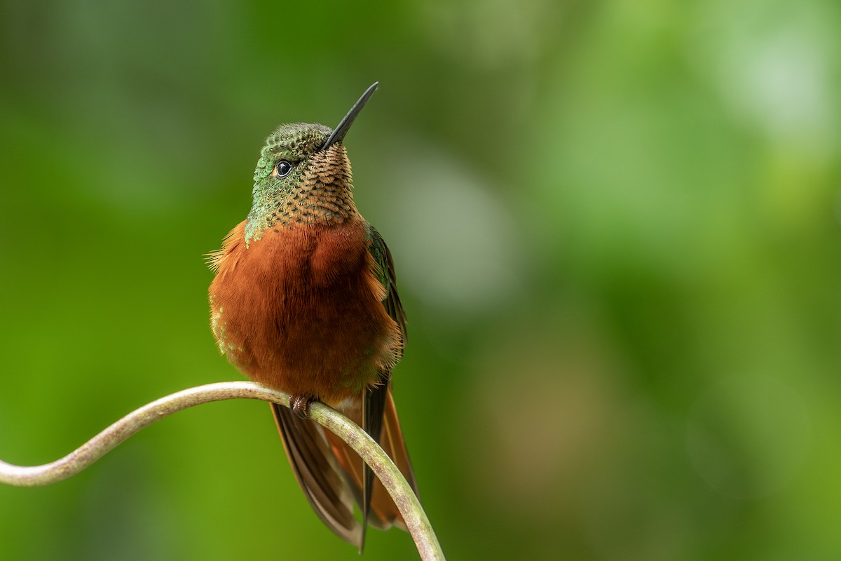 kolibřík peruánský - ML617881595