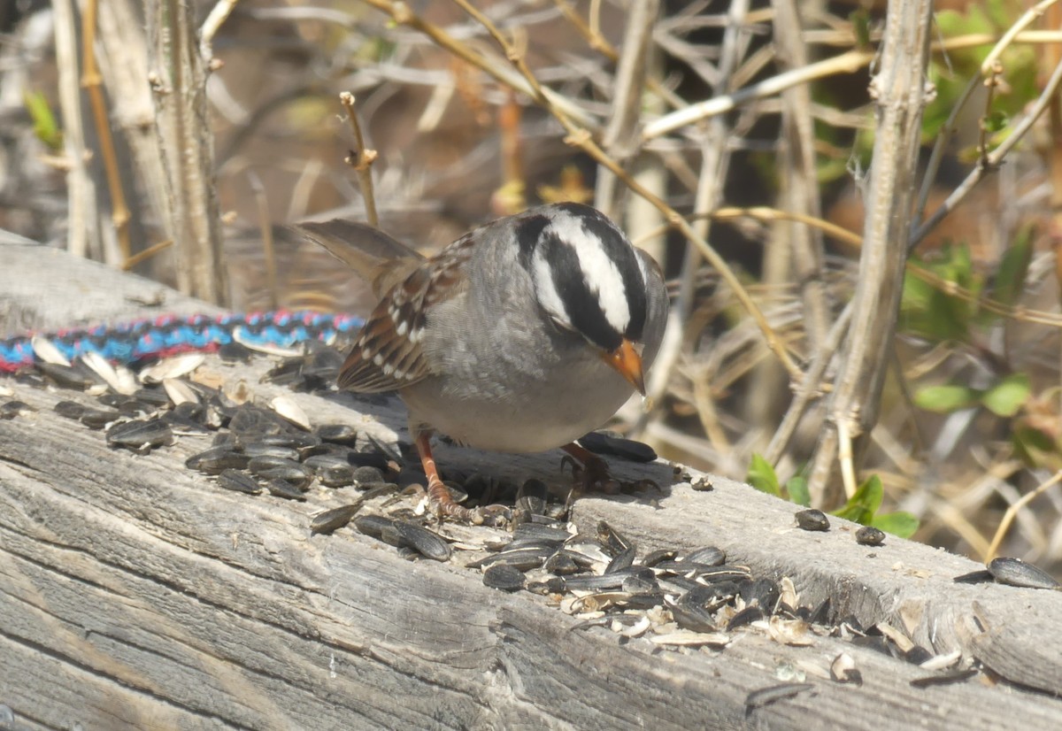 White-crowned Sparrow - ML617881629