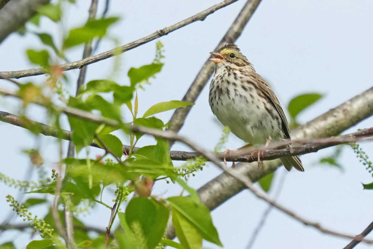 Savannah Sparrow - ML617881630