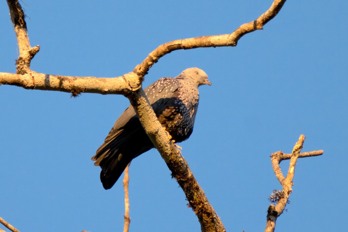 Speckled Wood-Pigeon - ML617881632
