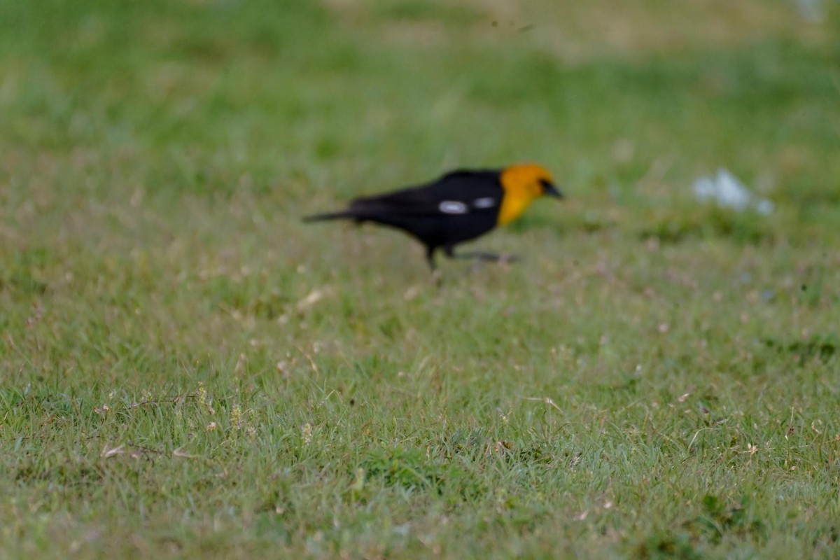 Yellow-headed Blackbird - ML617881641