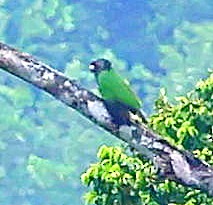 Imperial Parrot - ML617881689