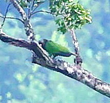 Imperial Parrot - ML617881690