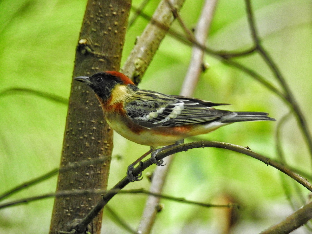Bay-breasted Warbler - ML617881714