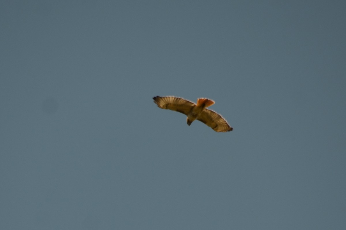 Red-tailed Hawk - ML617881719
